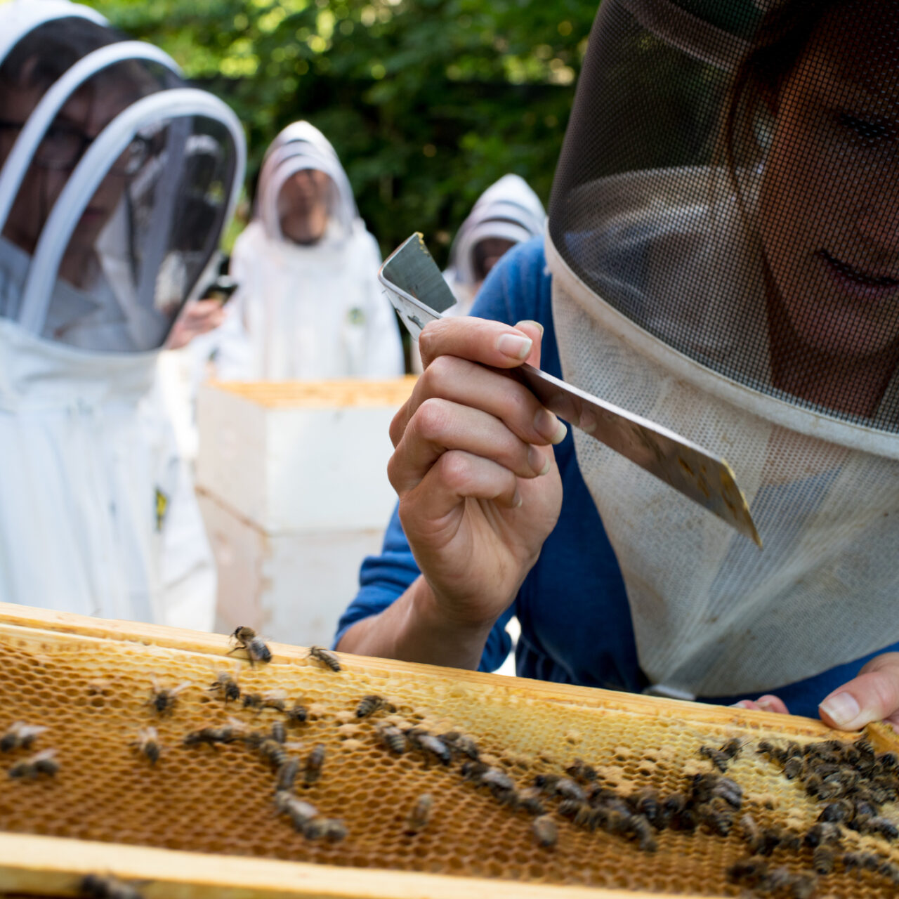 People studying bees in bee hive. 